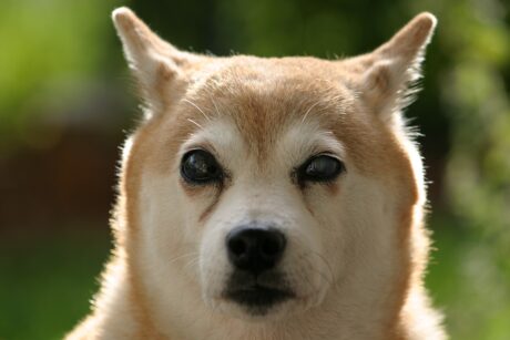 shiba-inu-(shib)-price-continues-to-decline-–-what’s-causing-the-drop?