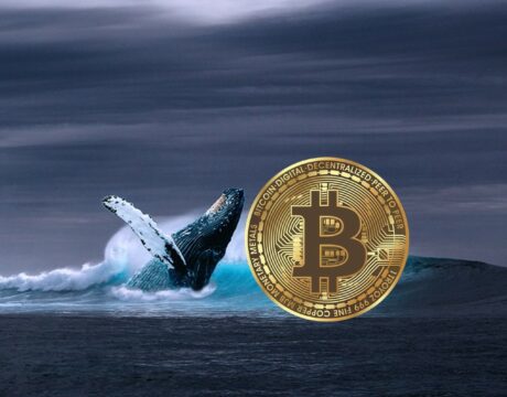 bullish-signal:-bitcoin-whales-go-on-20,000-btc-buying-spree