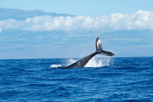 xrp-whale-withdraws-$38m-from-binance,-bullish?