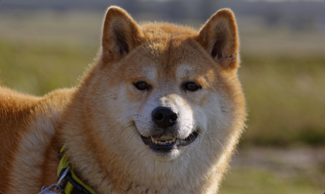 dogecoin-(doge)-soars-8%,-but-an-uptick-in-this-metric-suggests-a-pullback