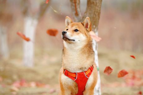 shiba-inu-community-leaves-shibarium-launch-troubles-behind-as-wallet-count-crossed-10-million